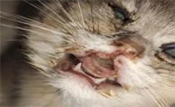 猫瘟的早期症状有哪些