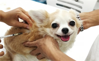 细小传染给狗是什么途径
