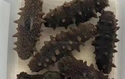 放疗期间能吃海参吗有影响吗 放疗期间能吃海参吗有影响吗