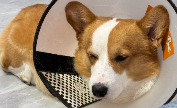 为什么要给母狗做绝育手术 为什么要给母狗做绝育手术