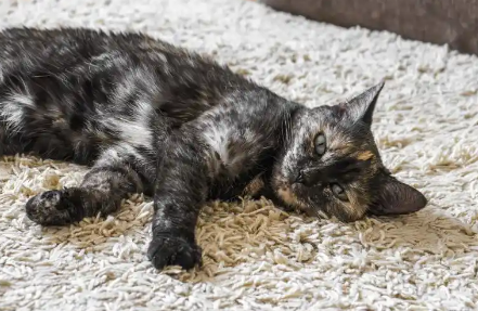 玳瑁猫:猫界中的独特美女,你真的了解吗? 玳瑁猫:猫界中的独特美女,你真的了解吗?