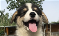 饲养威尔斯柯基犬时，如何进行社交化训练？