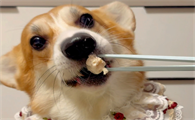 狗狗长期吃鸡胸肉的坏处