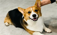 狗狗为什么会出现便秘