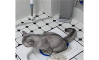 猫尿不出来怎么在家治疗