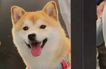 狗狗一直流眼泪怎么办 狗狗一直流眼泪怎么办