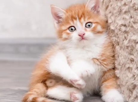 一个月猫咪吃什么