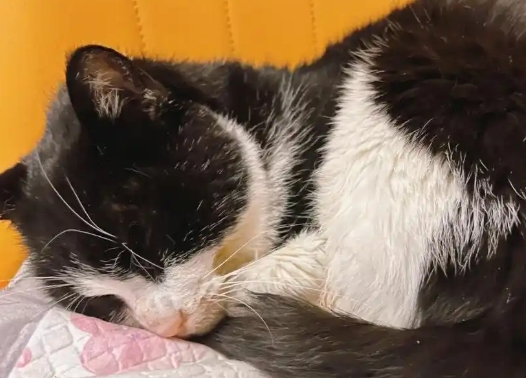 猫咪不尿怎么办 猫咪不尿怎么办