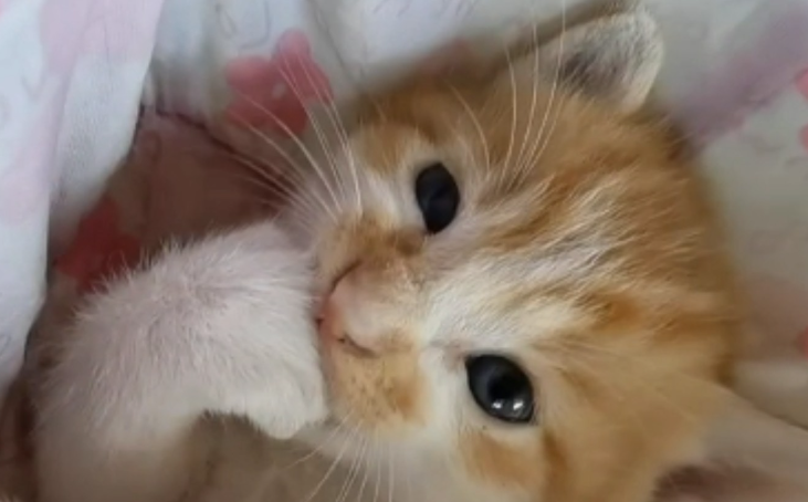 猫咪体味大怎么去除