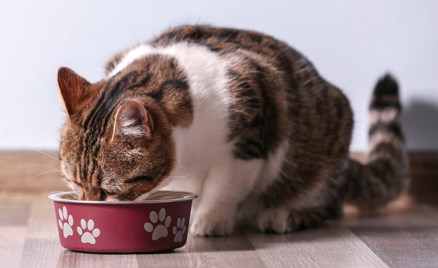 猫粮怎么选比较好？这些选购小窍门，新手铲屎官必看！
