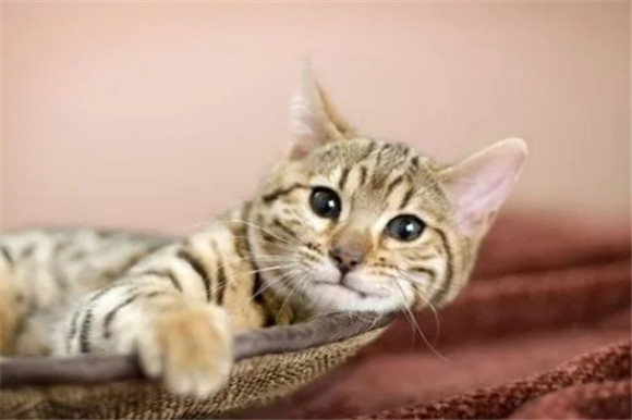 猫咪吐出黄水怎么回事