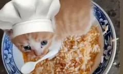 小奶猫趁主人不注意跑进了饭碗里。网友：黄焖基米饭 