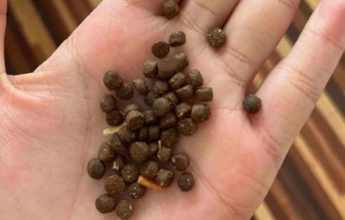 贵芬猫粮:国产良心粮的秘密 贵芬猫粮:国产良心粮的秘密