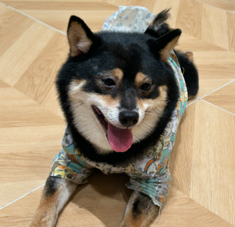 母亲病榻旁打架 小区宠物犬伤人 民警“三所联动”止纷争 母亲病榻旁打架 小区宠物犬伤人 民警“三所联动”止纷争