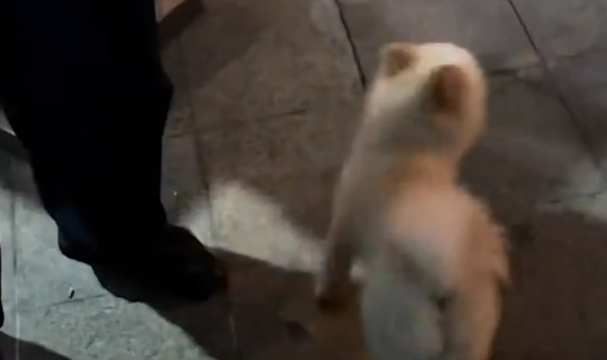 女子电梯偶遇小狗,帮狗子按电梯没找到家 女子电梯偶遇小狗,帮狗子按电梯没找到家