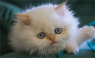 猫咪肾衰竭有什么症状