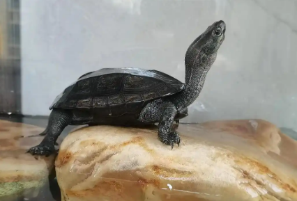 墨龟产卵的征兆是什么?感兴趣的看看~ 墨龟产卵的征兆是什么?感兴趣的看看~
