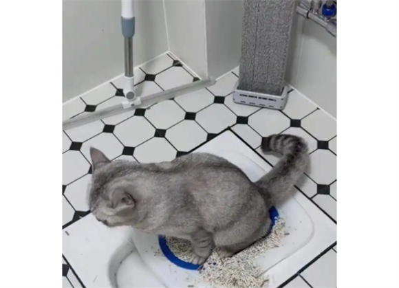 猫尿不出来怎么在家治疗