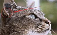 四川简阳的独特猫品种——简州猫