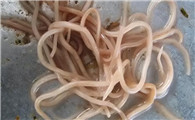 小孩子有蛔虫什么症状