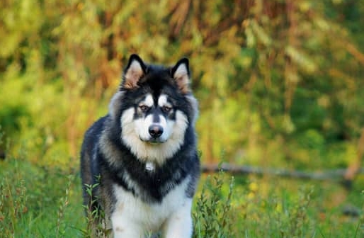 阿拉斯加犬多大训练最好