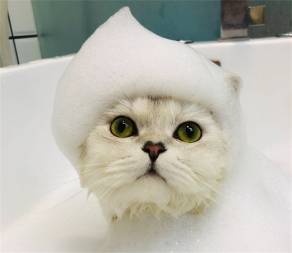 家养猫咪多久洗澡一次最好啊