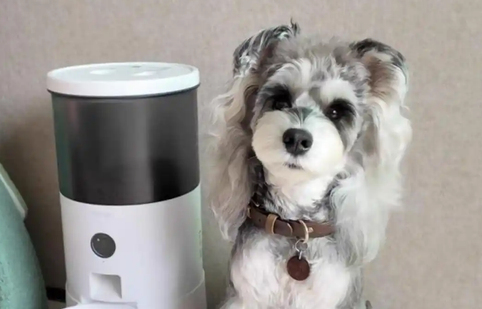 数字赋能宠物经济 开启行业发展新时代 数字赋能宠物经济 开启行业发展新时代