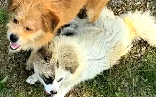 烟台男子悬赏5万元寻回爱犬,不久便成功找回 烟台男子悬赏5万元寻回爱犬,不久便成功找回