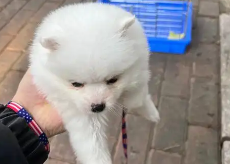 狗咳嗽吐白色粘液吃什么药