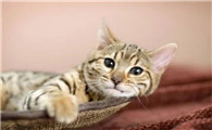 猫腿骨折了吃什么药恢复得快