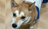 犬用六联高免血清功效