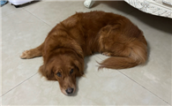 怎么判断狗狗有没有犬细小