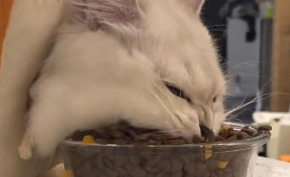 乌力乌力猫粮:以科学配方开启猫咪健康饮食新体验 乌力乌力猫粮:以科学配方开启猫咪健康饮食新体验