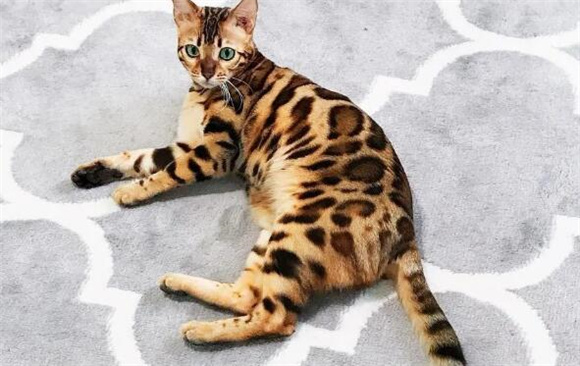 打了猫三联还会得猫瘟吗 打了猫三联还会得猫瘟吗