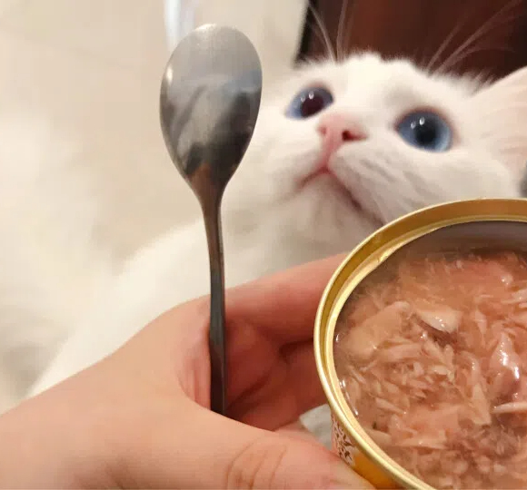 猫罐头多久喂一次？选好品牌、科学喂养是王道