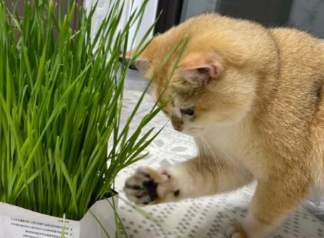 涟木猫草是小麦吗 涟木猫草是小麦吗