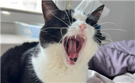 猫咪口臭怎么解决