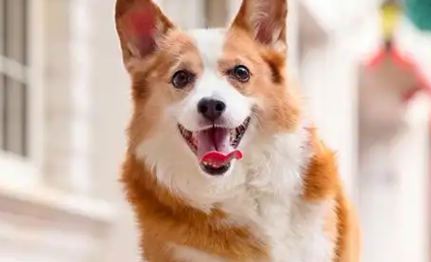 威尔斯柯基犬好养不?这些理由或许能给你答案 威尔斯柯基犬好养不?这些理由或许能给你答案