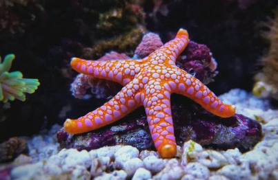海星有什么药用价值 海星有什么药用价值