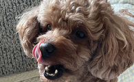狗狗一直不停的喘气是怎么了