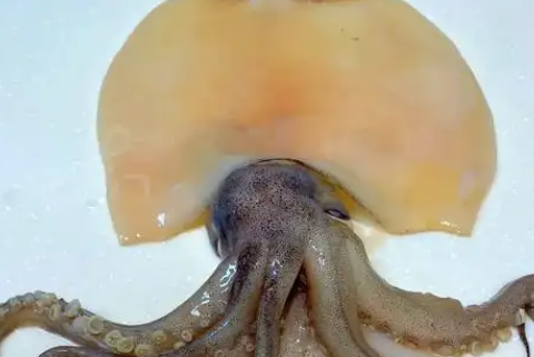 大鱿鱼须煮几分钟能熟 大鱿鱼须煮几分钟能熟