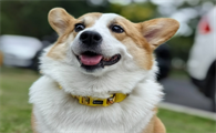 狗狗为什么会摆飞机耳
