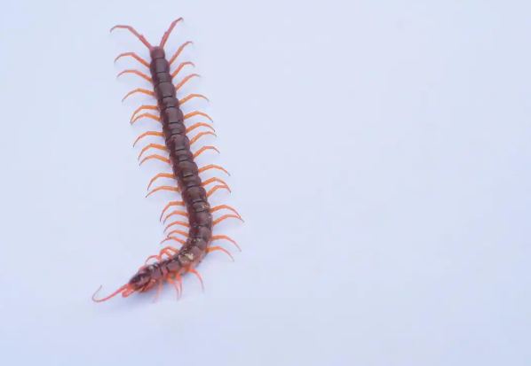 女子称点外卖吃出蜈蚣 五谷渔粉总部回应 女子称点外卖吃出蜈蚣 五谷渔粉总部回应