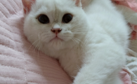 猫咪隐睾几率大吗