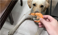 狗狗可以吃煮熟的虾仁吗