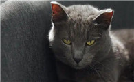 猫吃小猫是什么回事