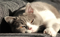 如何改善猫咪的抑郁症