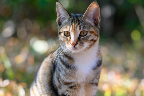 猫耳螨会传染给人或其他猫吗 猫耳螨会传染给人或其他猫吗