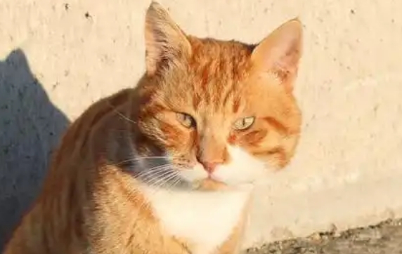 猫咪拉肚子拉稀是什么原因 猫咪拉肚子拉稀是什么原因