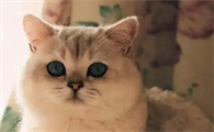 猫咪的水多久换一次合适